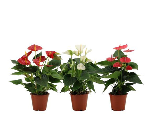 Anthurium 3 Color Mix In Transparant Sleeve - Ø12cm - ↕36cm