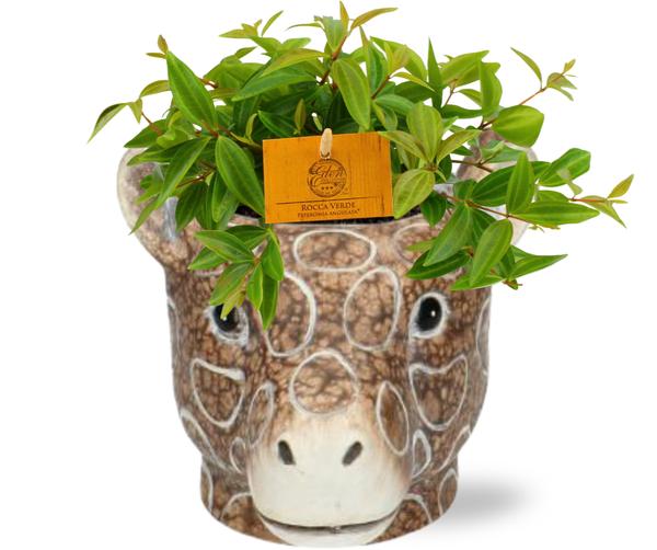 Peperomia Ang. Rocca Vivace - Ø11cm - ↕15cm + Planter Giraf D11/14x11cm - Bruin