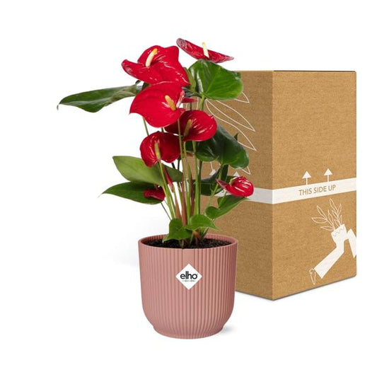 Anthurium Red 12cm in ELHO Vibes Fold 14cm roze