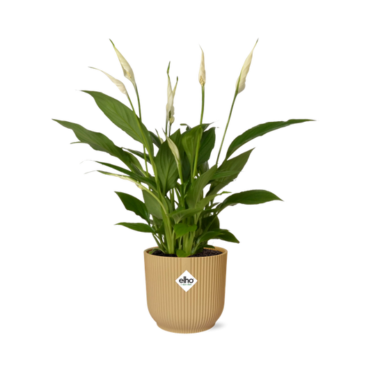 Spathiphyllum 12 Cm Torelli  in ELHO Vibes Fold 14cm geel